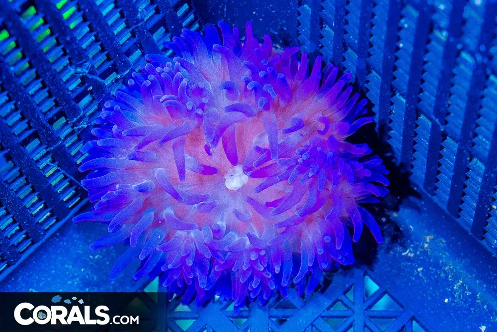 PURPLE Long Tentacle Anemone – SUPER RARE