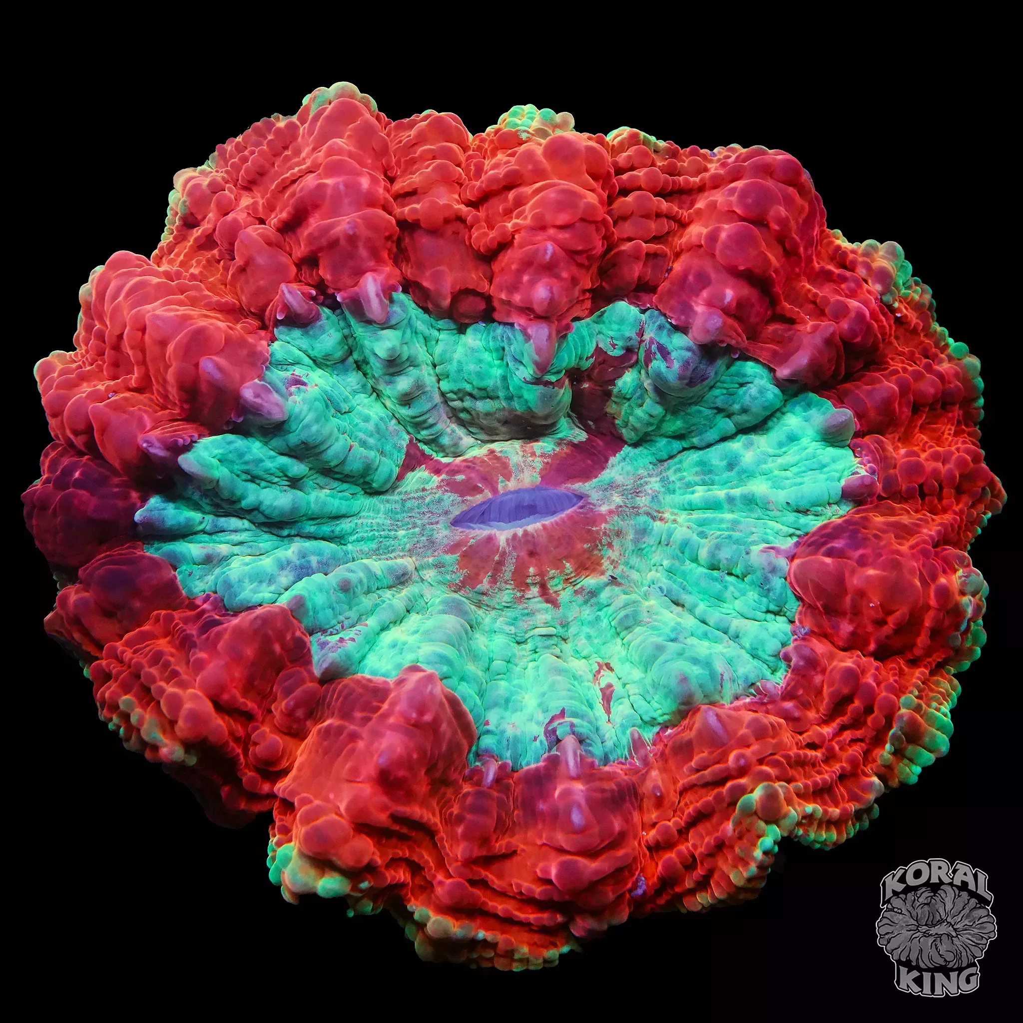 Rainbow Acanthophyllia