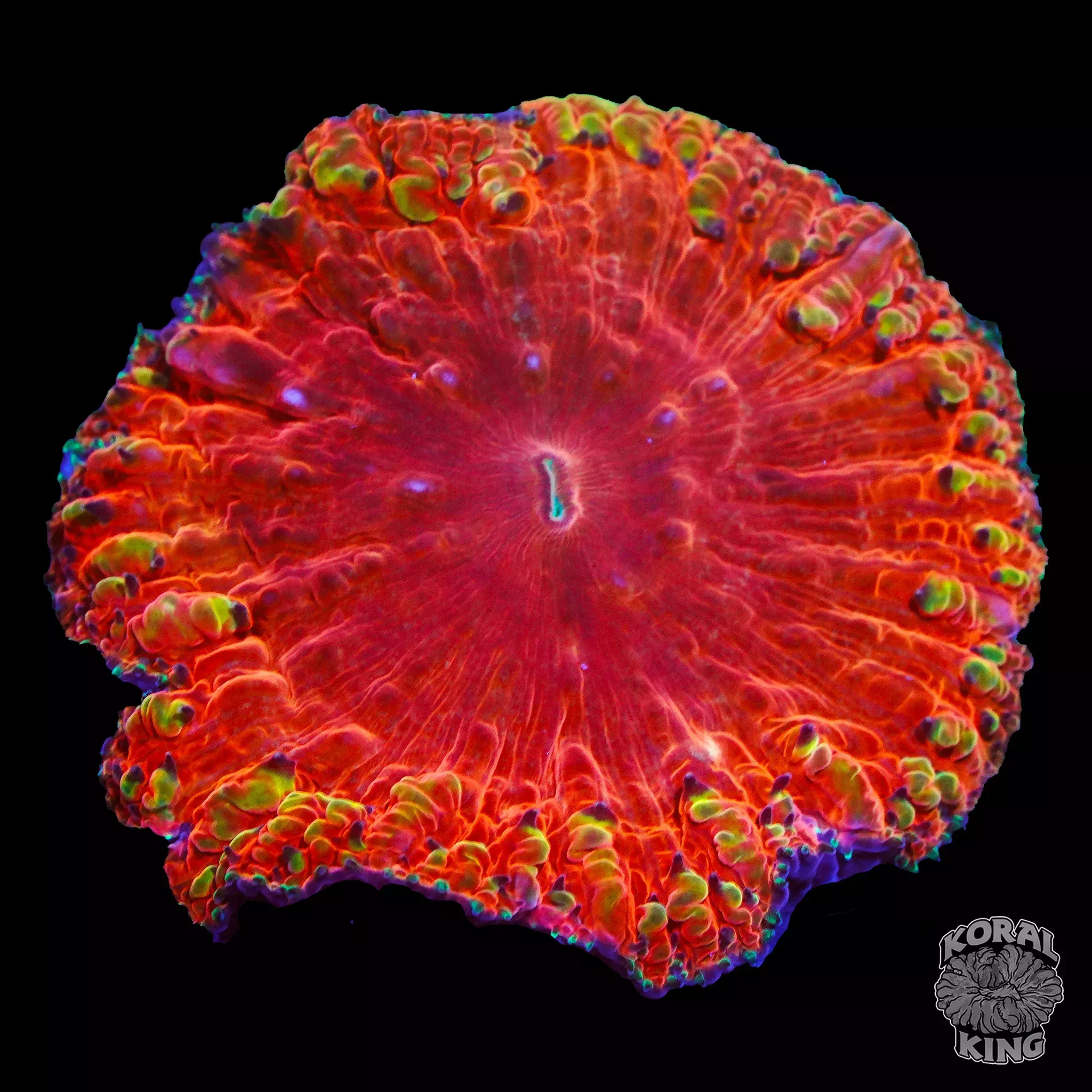 Rainbow Blasto Head XL