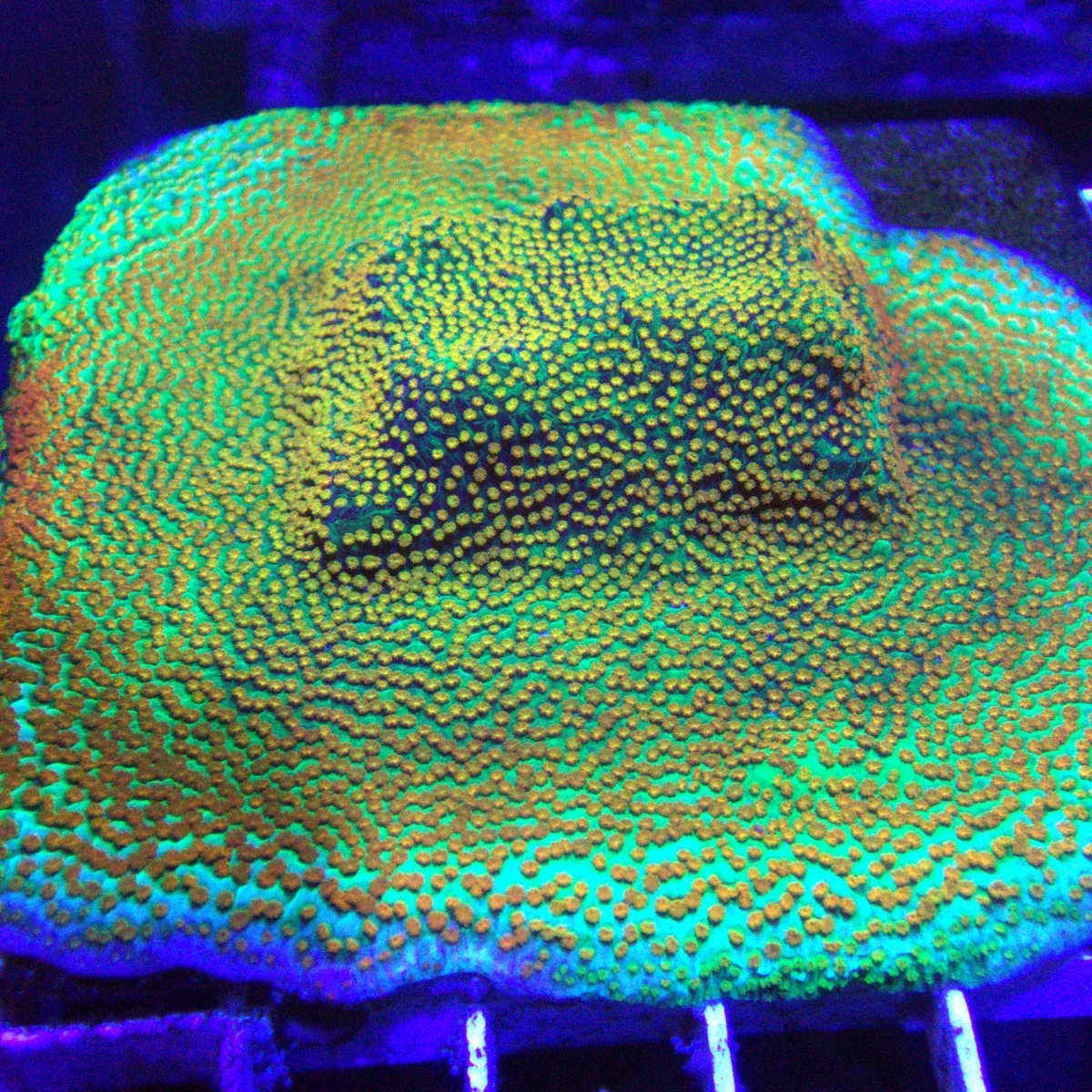 Rainbow Montipora