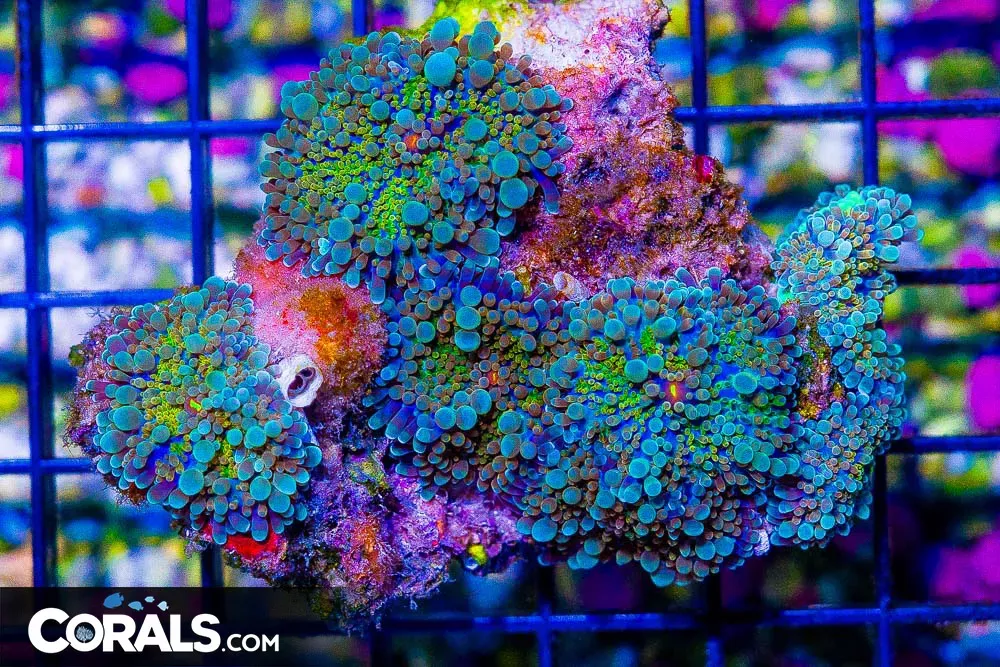 Rainbow Yuma Mushroom Colony – Indo – ULTRA
