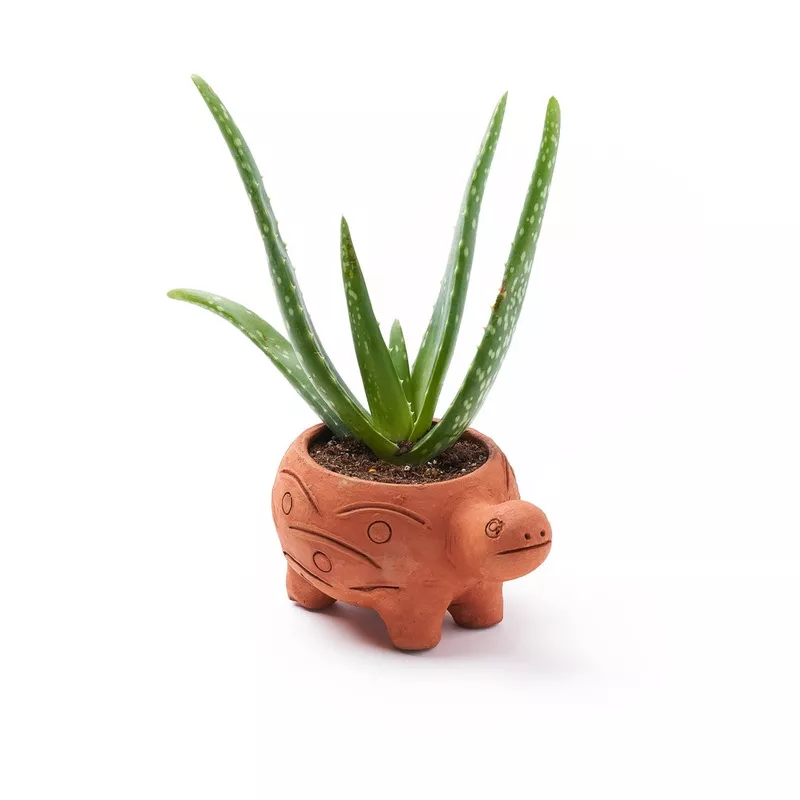 Rakshana Plant Pals – Turtle (Large)
