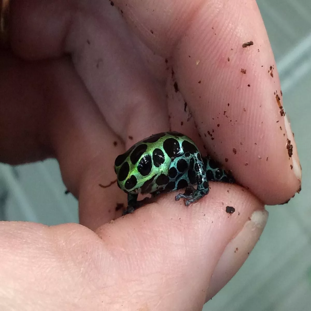 Ranitomeya variabilis ‘Southern’