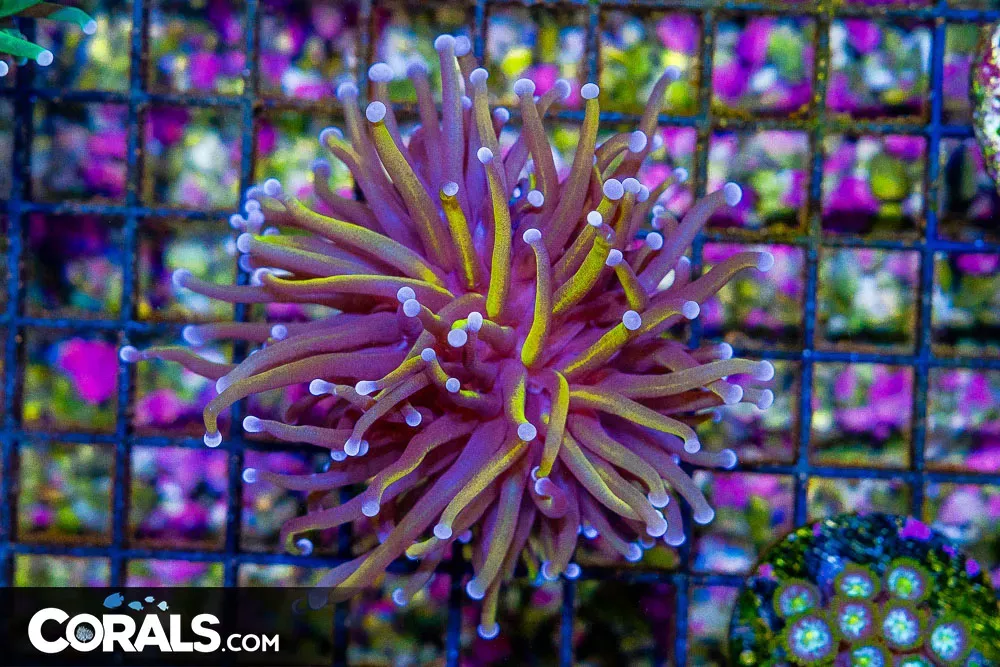 RARE Gold Torch Frag– Australia 1 Head