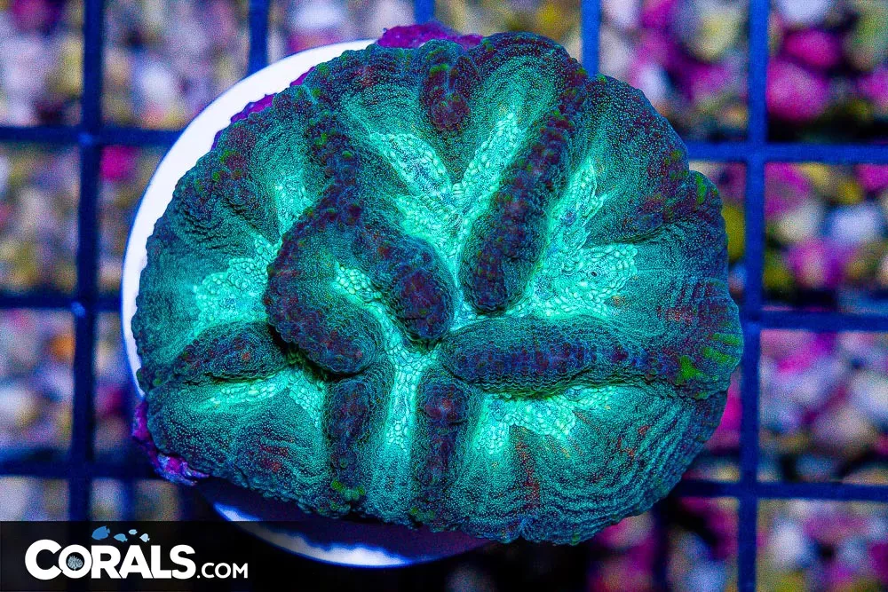 RARE Oulophyllia – Australia Multicolor GREEN