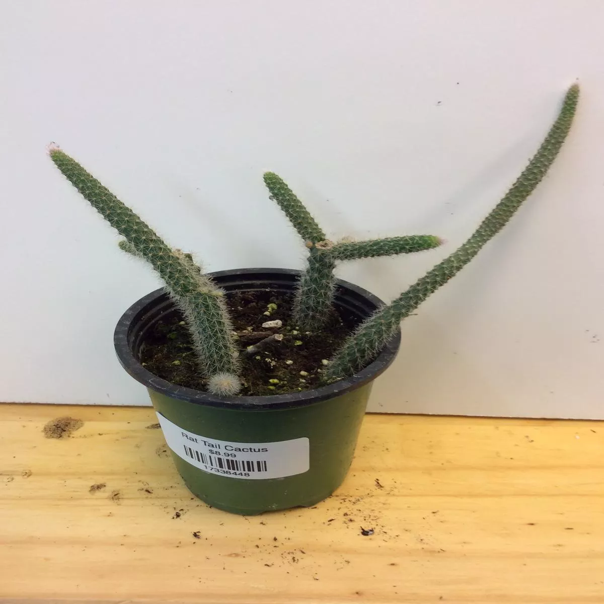Rat Tail Cactus