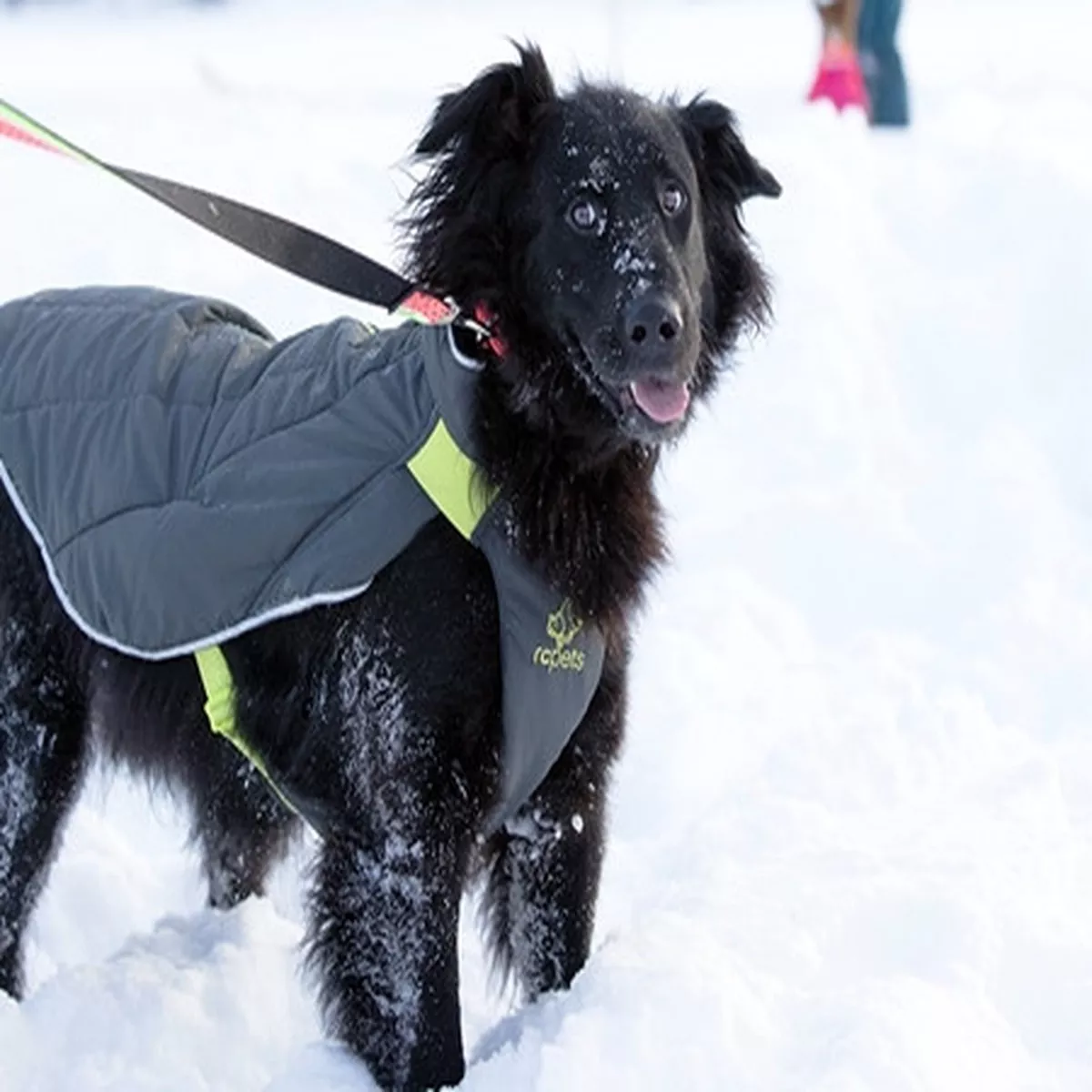 RC Pets Nimbus Puffer Coat - Graphite / Lime