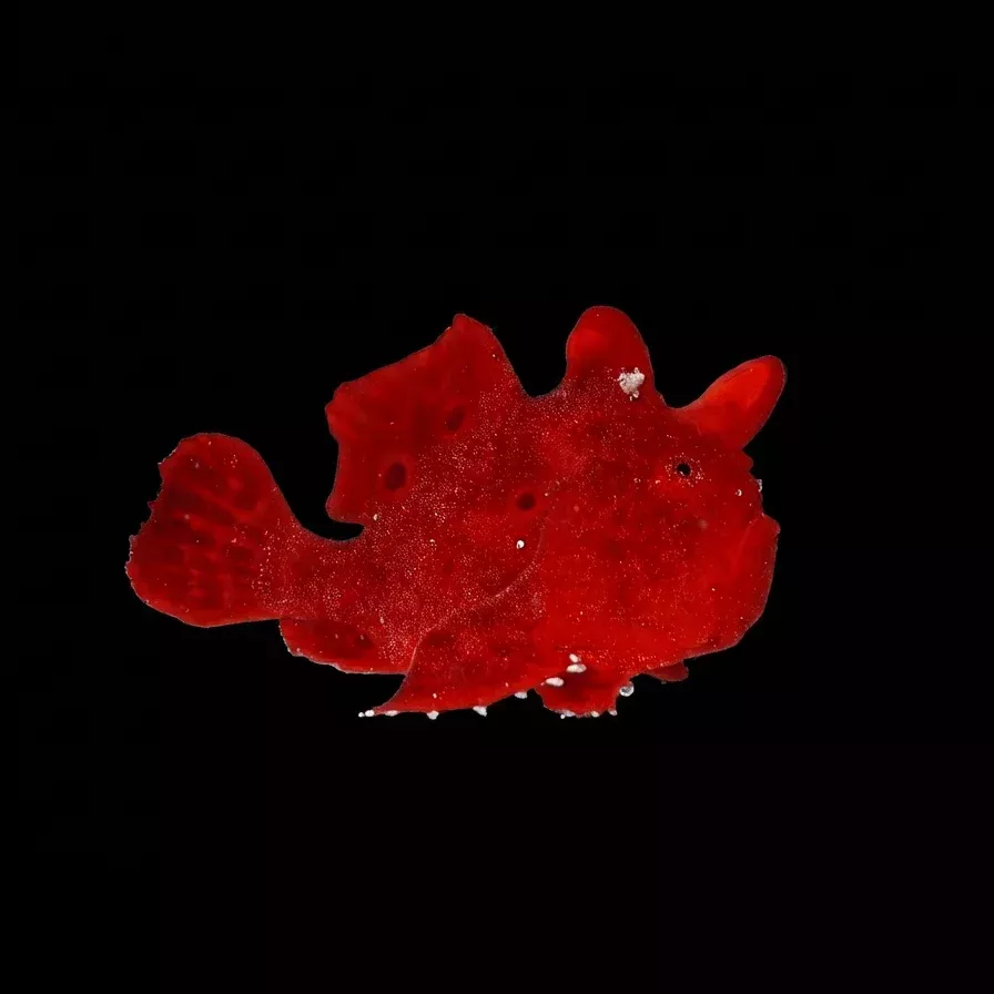 Red Angler, Super – Antennarius pictus