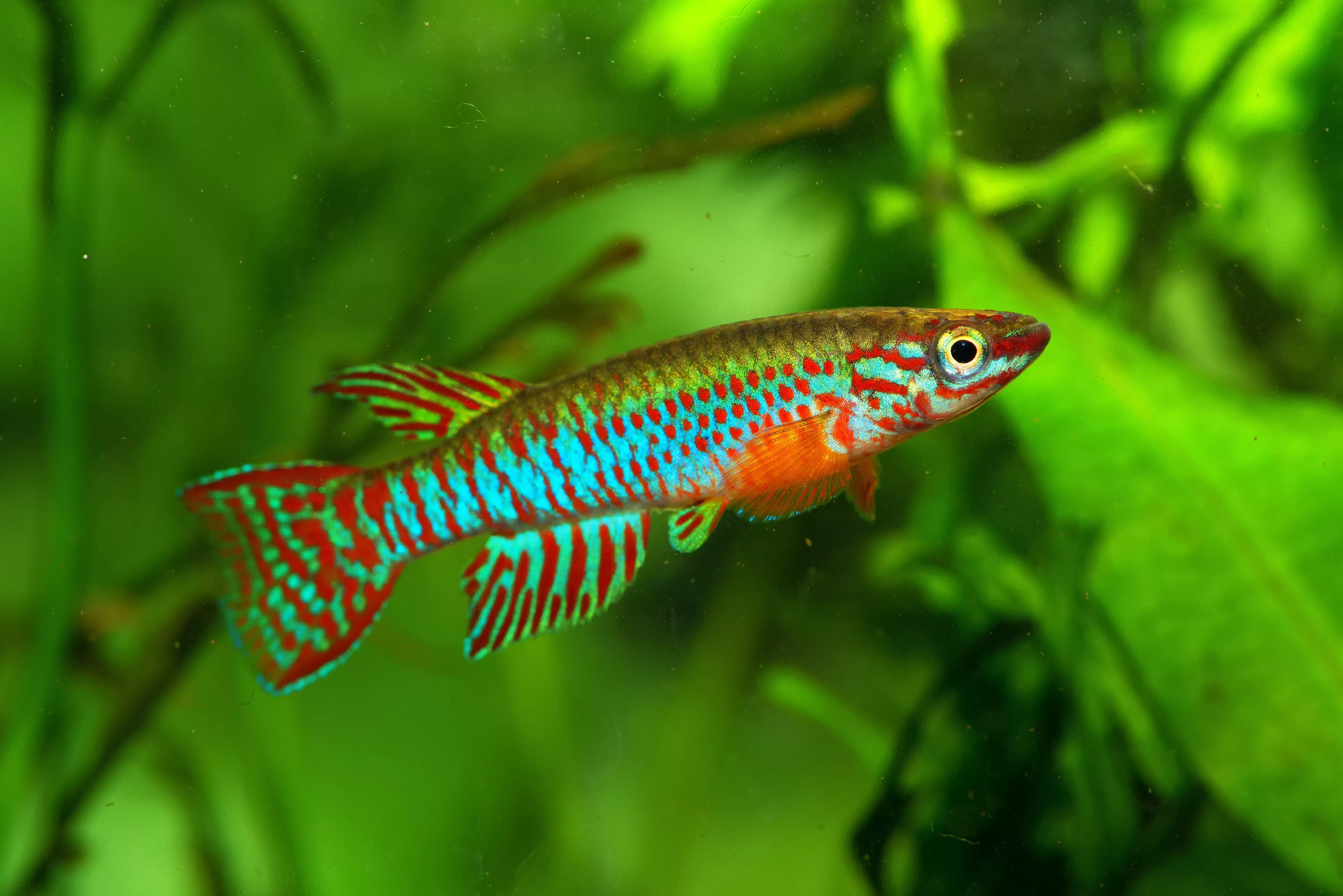 Red Barred Killifish ‘Bafole’