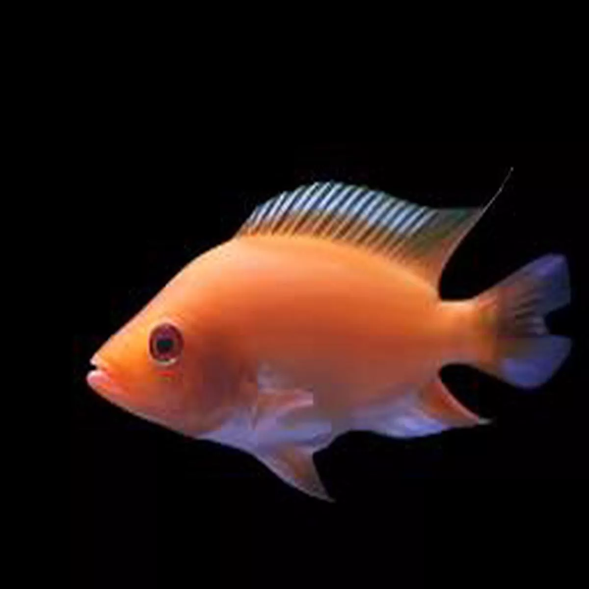Red Devil (Show Size) 5-6