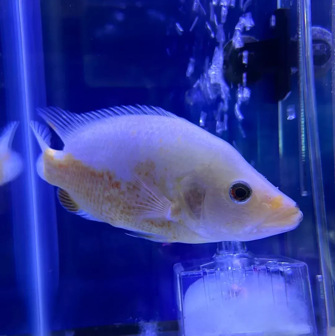 Red Dovii Cichlid ( Parachromis dovii )