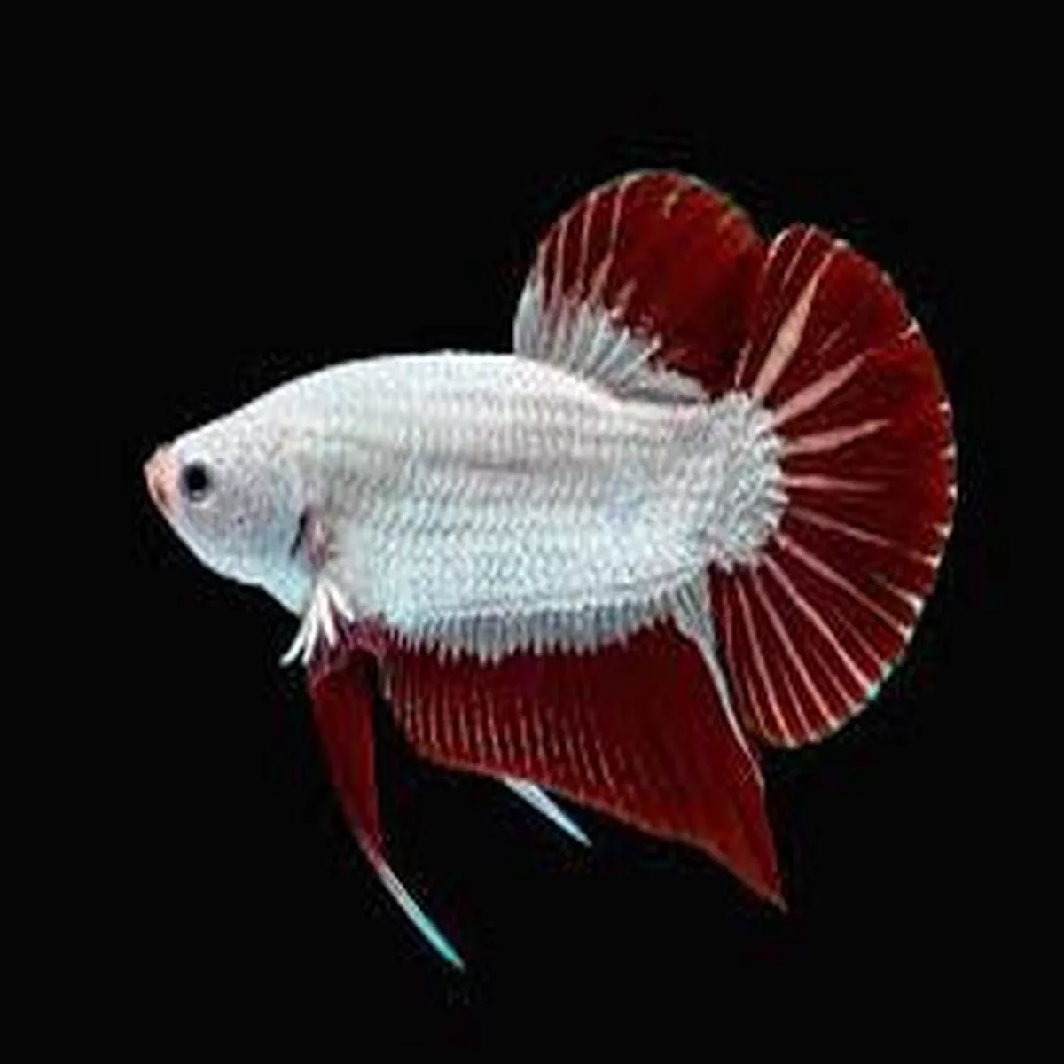 Red Dragon Betta