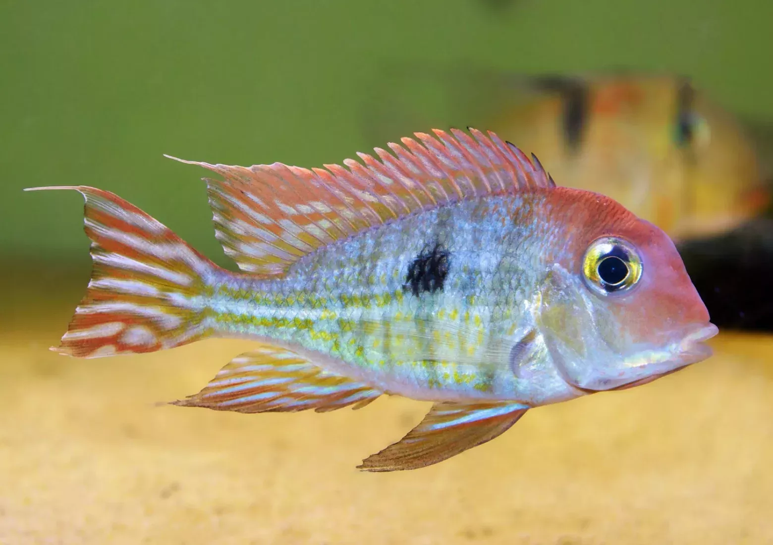 Red Head Tapajos Geophagus – 2”-3”