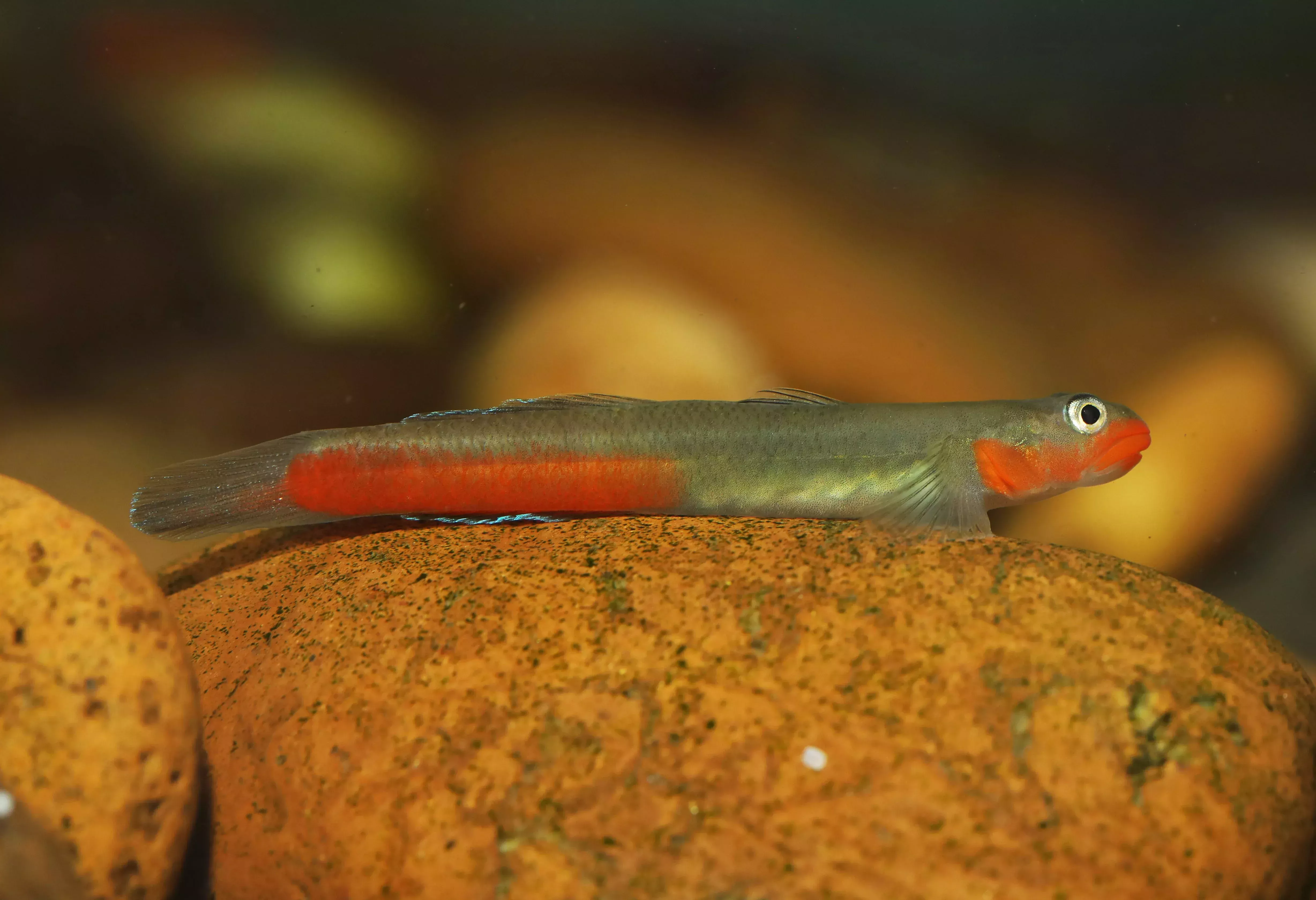 Red Lipstick Goby