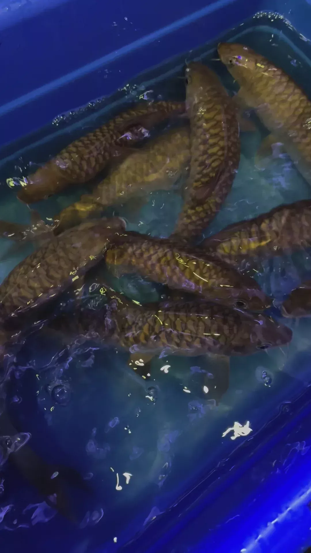 Red Mahseer (tor douronensis)