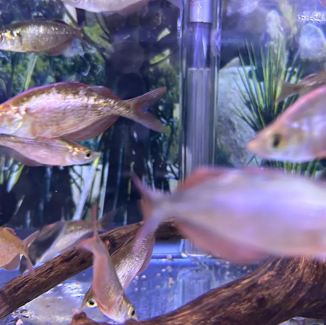 Red Rainbow ( Glossolepis incisus)