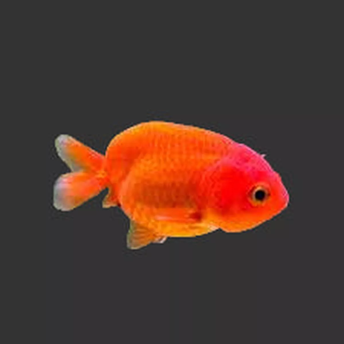 Red Ranchu Goldfish