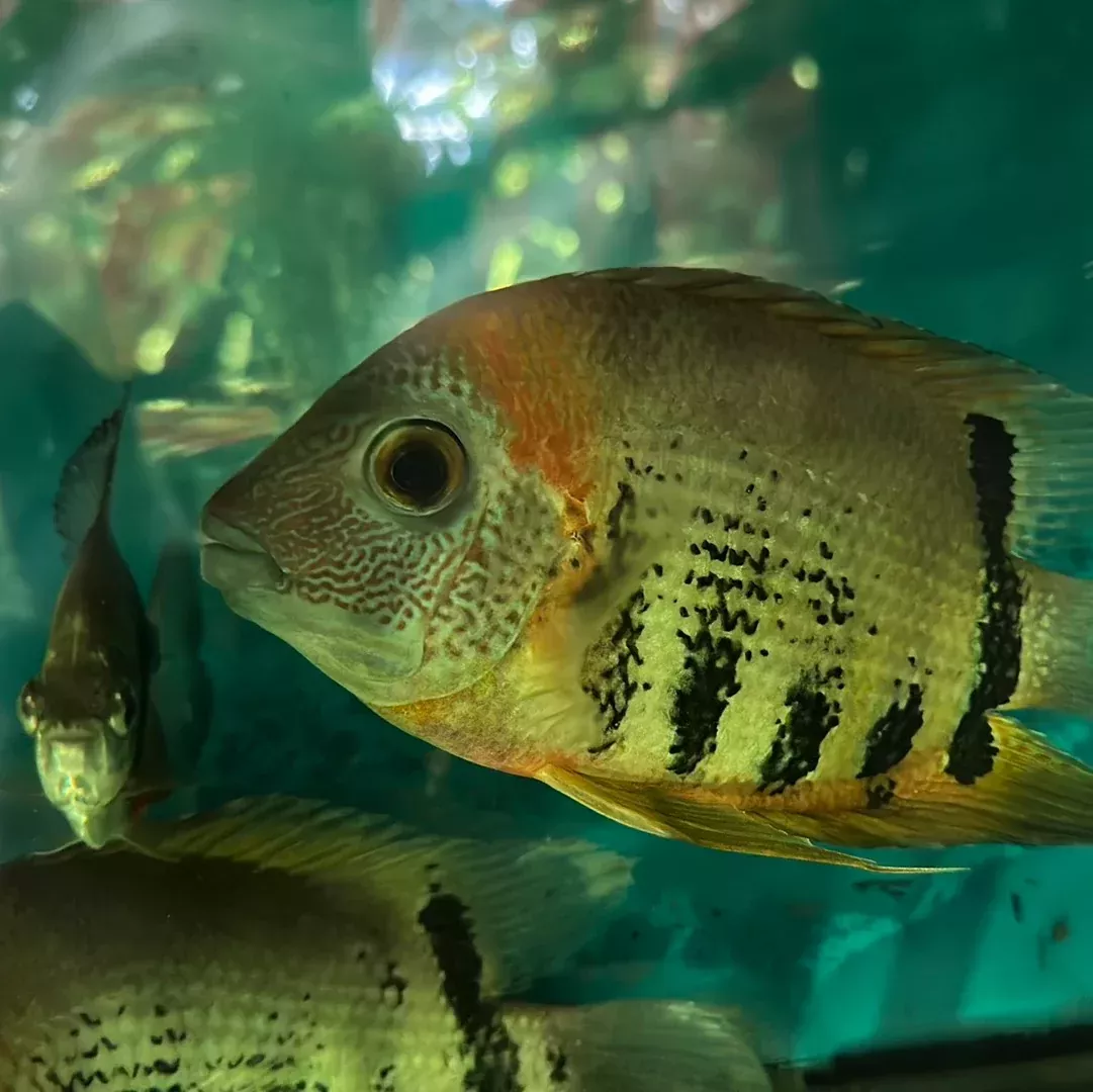Red Shoulder Severum (Heros cf. efasciatus)