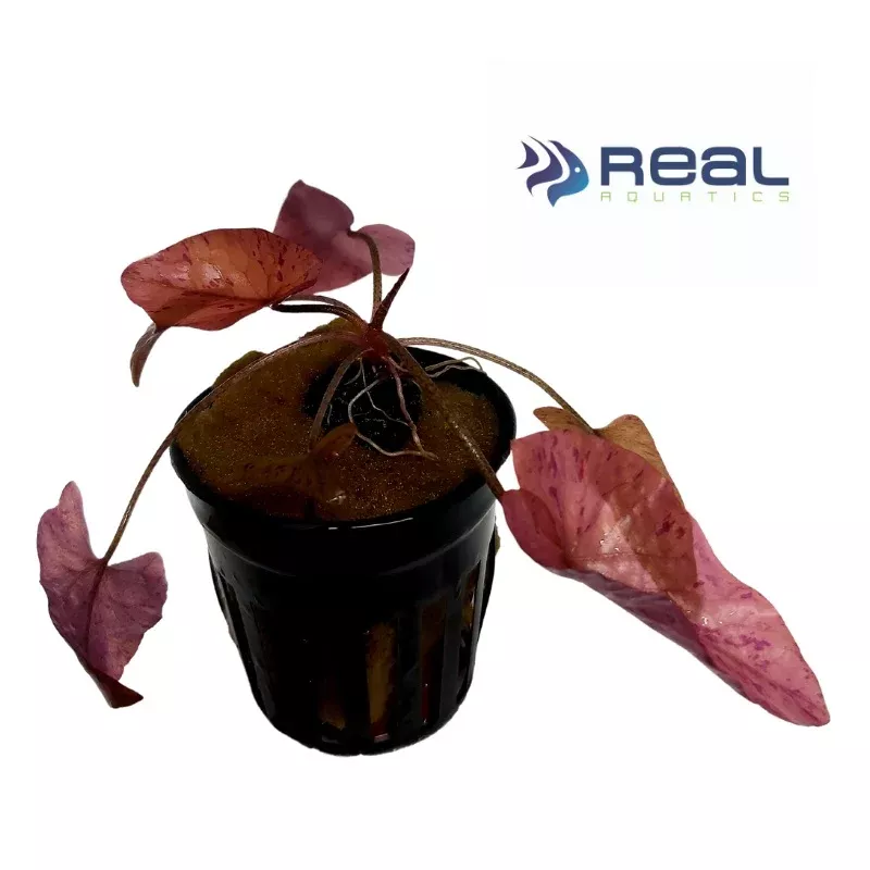 Red Tiger Lotus plant
