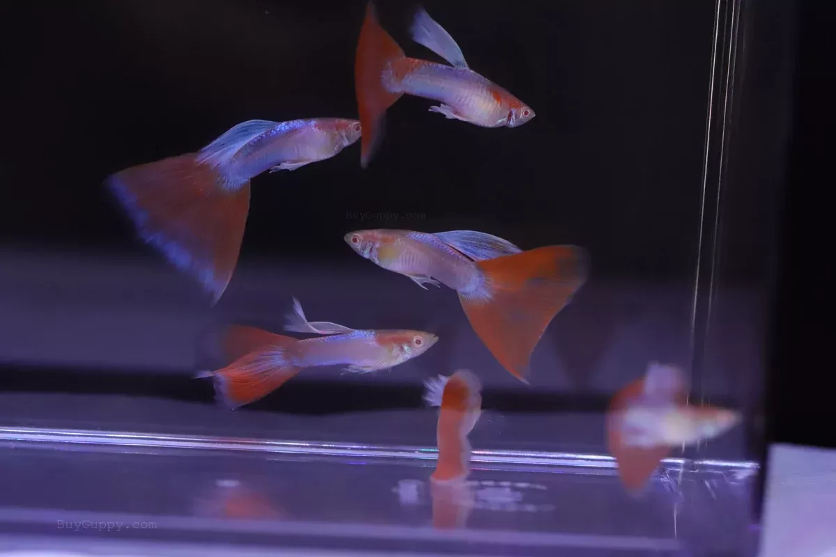 Red Topaz Guppy