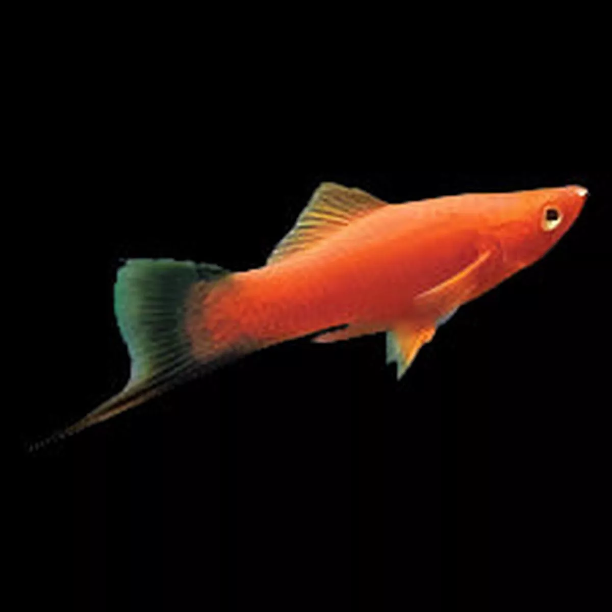 Red Wag Swordtails