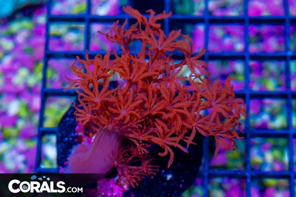 RED Xenia MINI COLONY on Base!