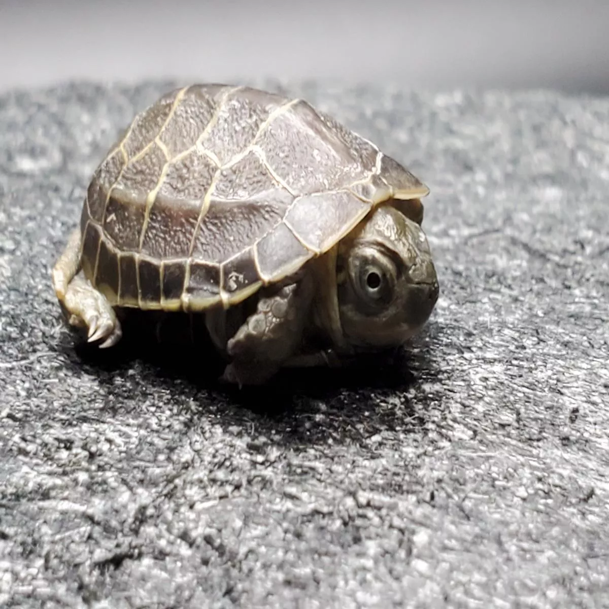 Reeves Turtle (Mauremys reevesi)