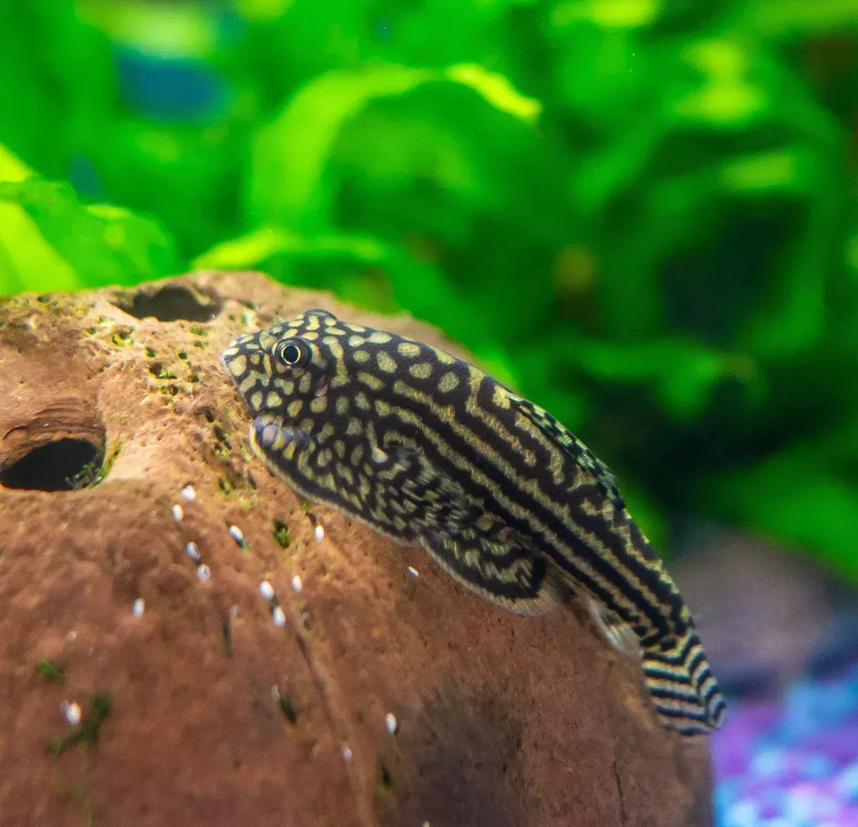 Reticulated Hillstream Loach
