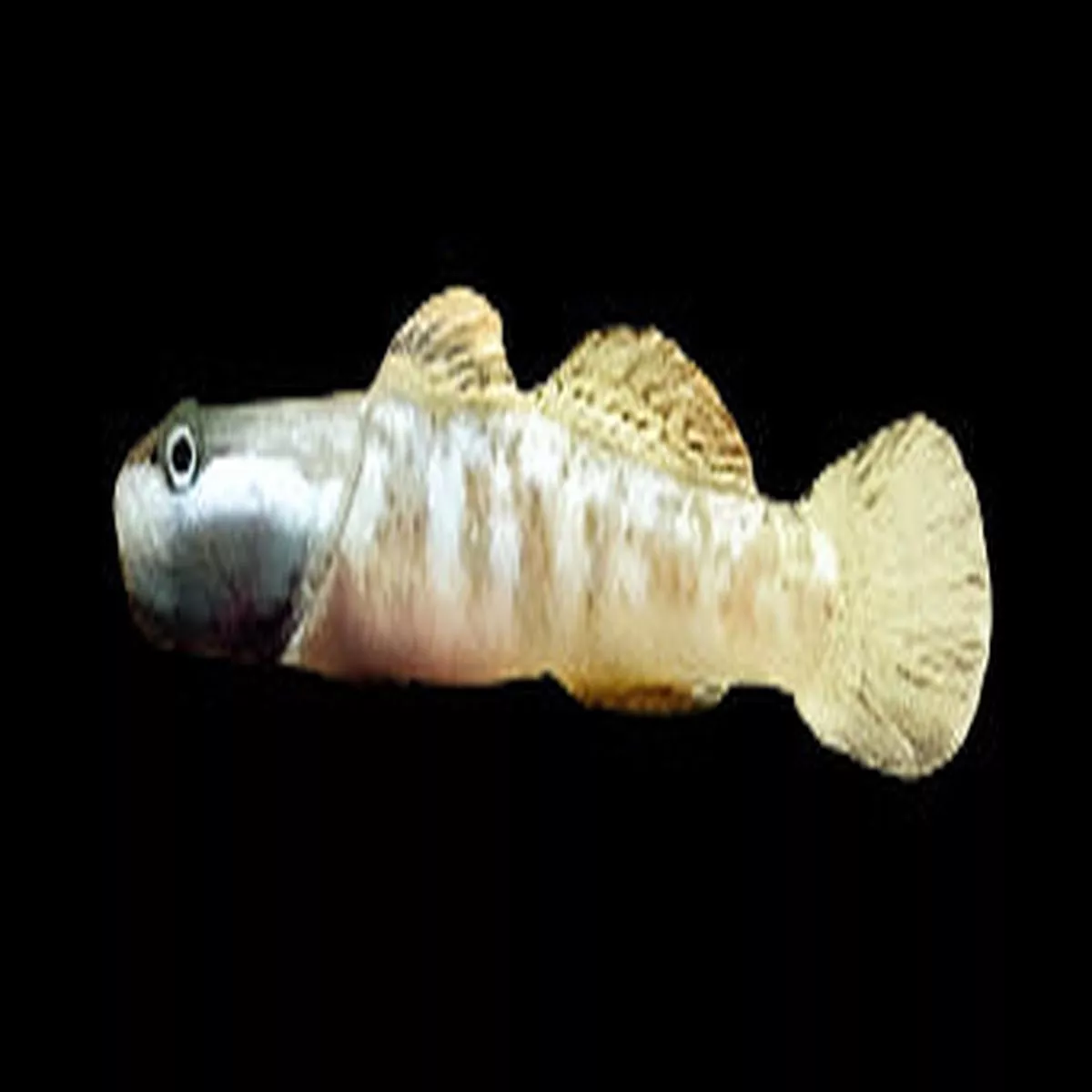 Rhinogobius niger