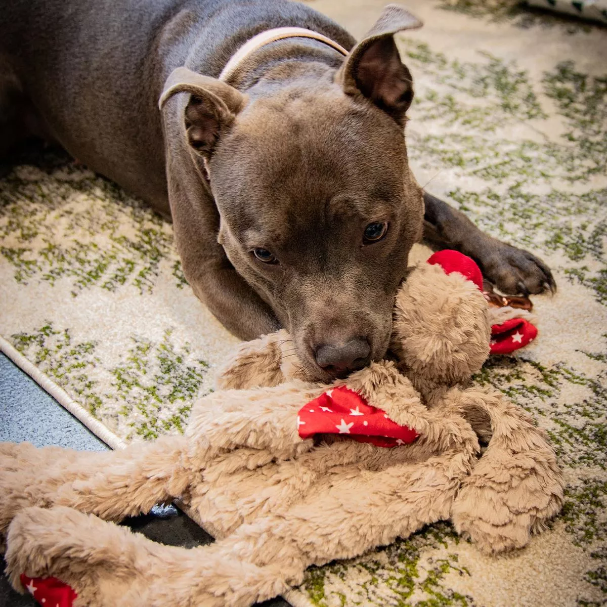 Rita Reindeer Calming Dog Toy