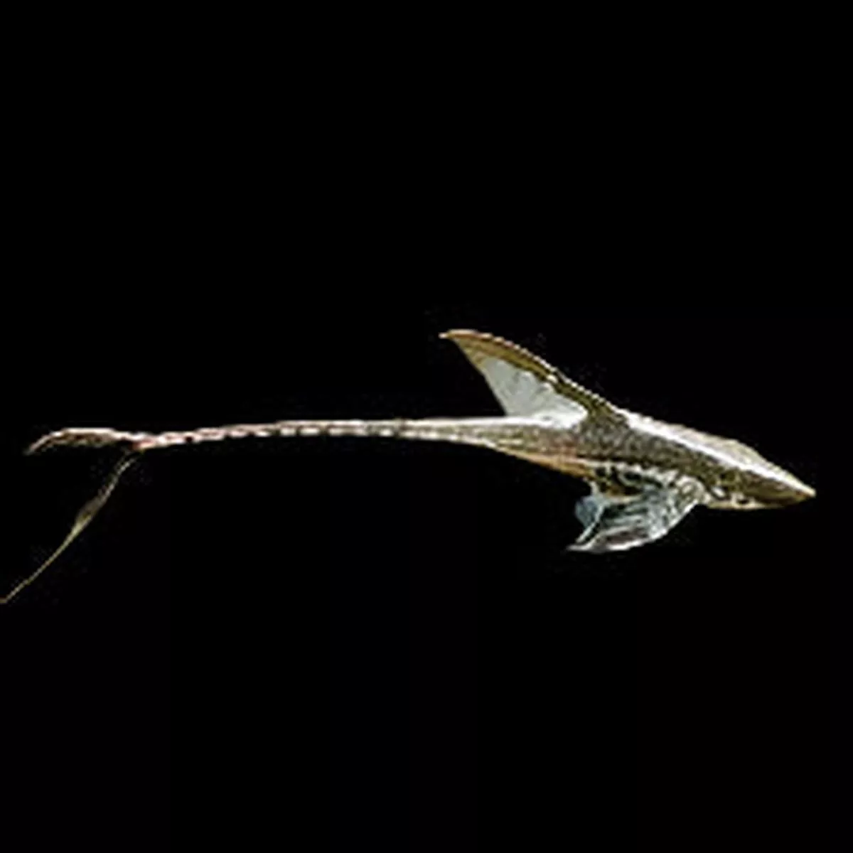 Royal Farlowella Catfish