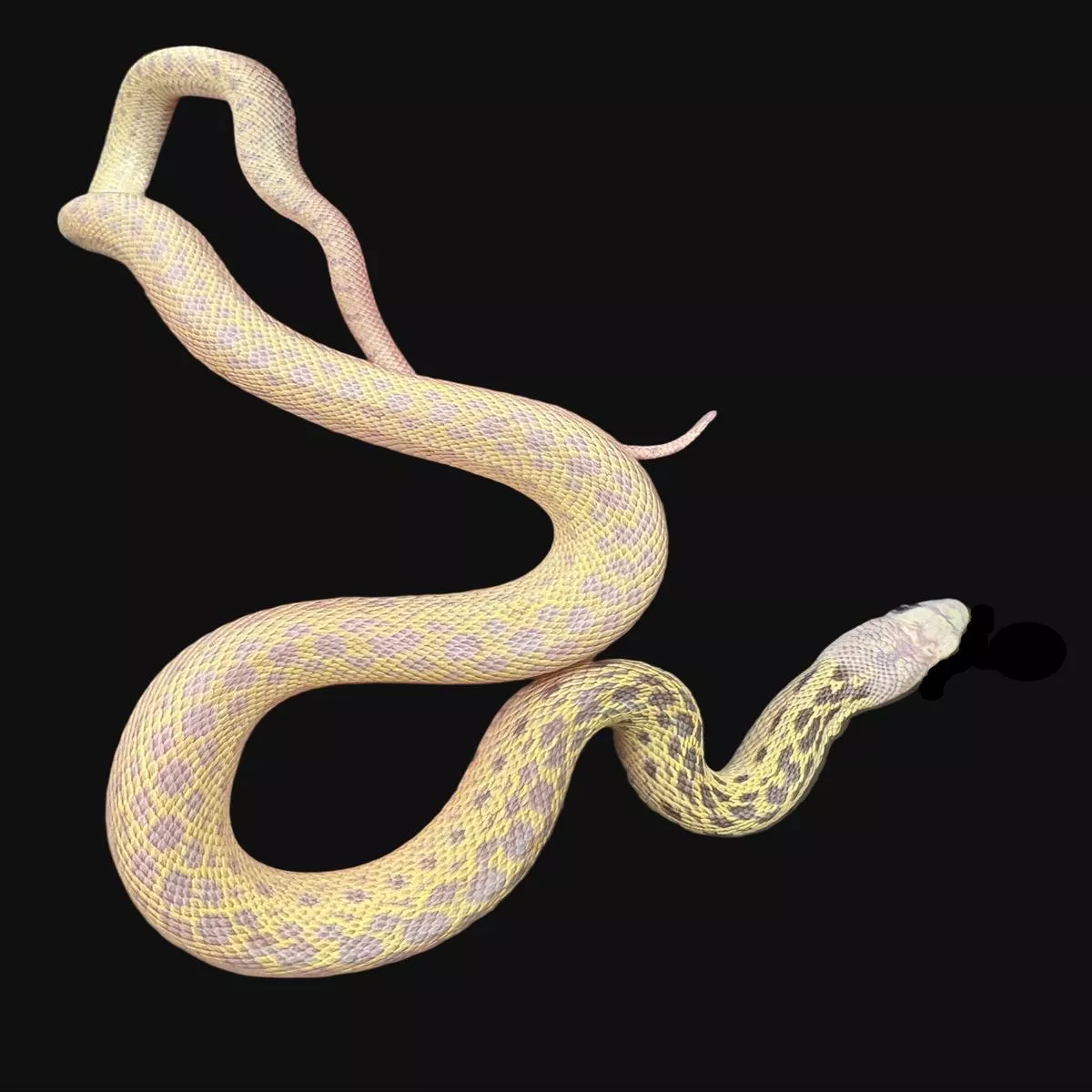 San Diego Gopher Snake (Snow)