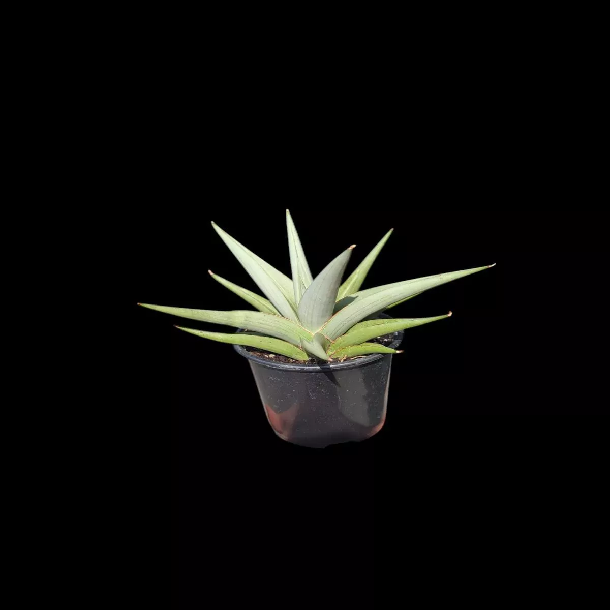 Sansevieria Chanin