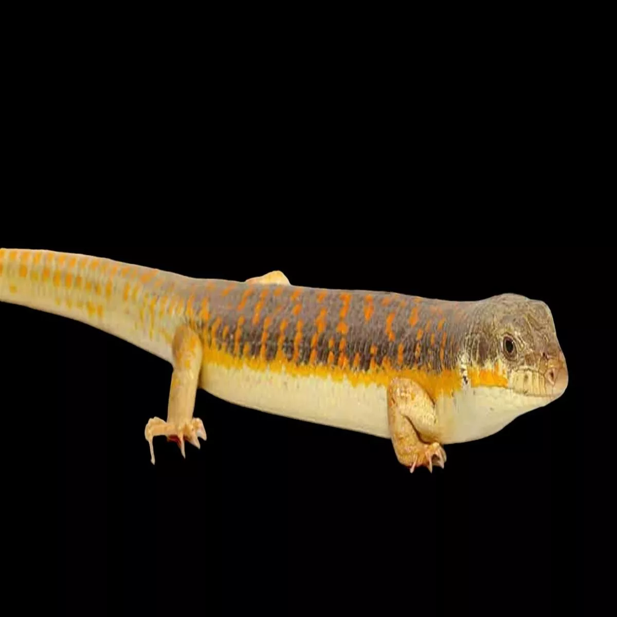 Schneider’s Skink (Eumeces schneideri)