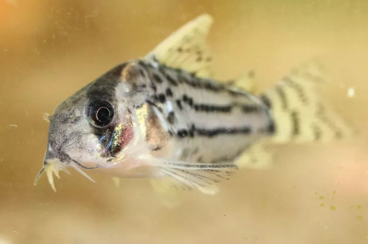 Schwartzi Corys XL