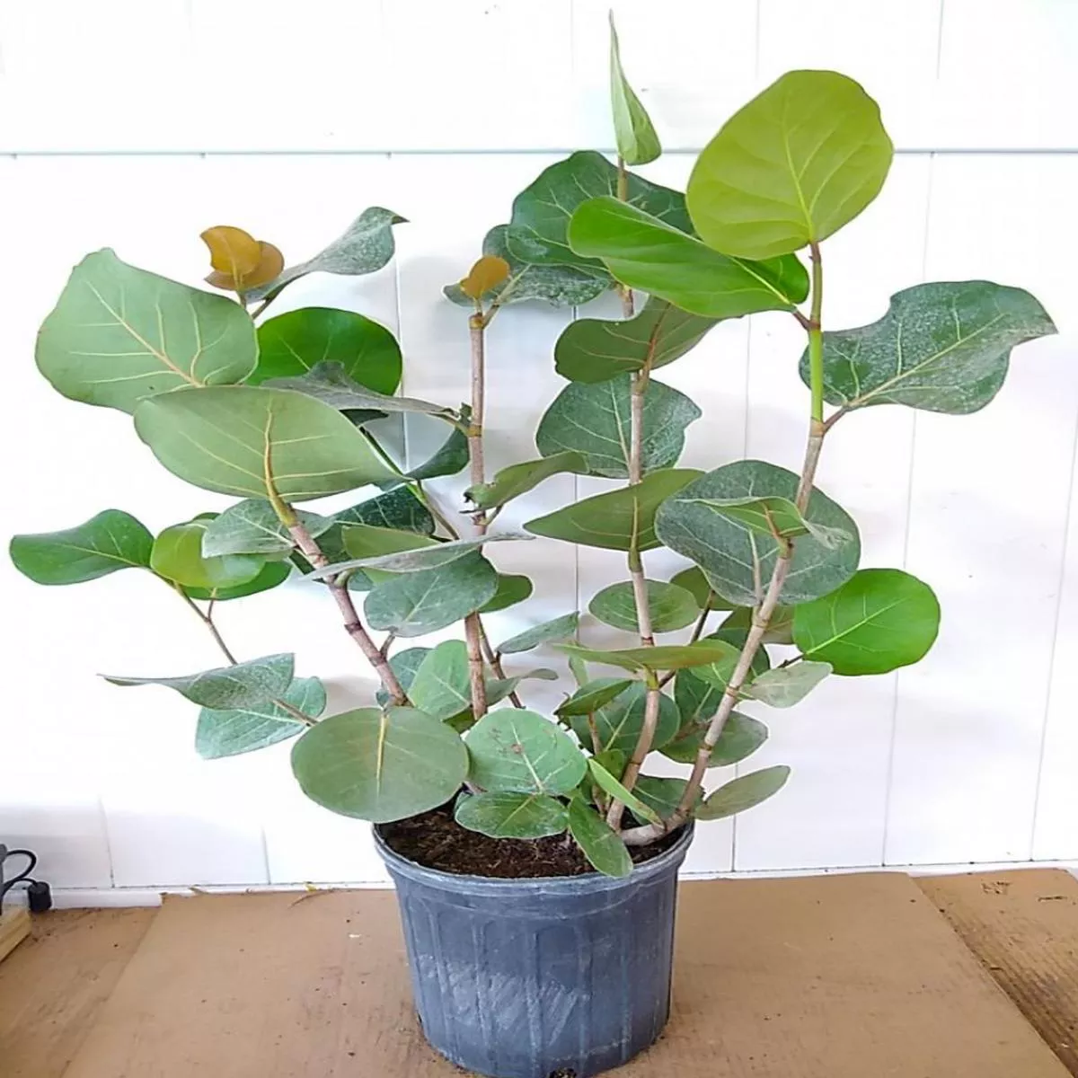 Sea Grape