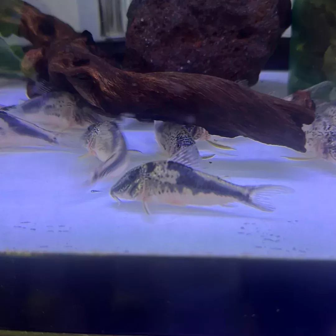 Semiaquilus Cory (Corydoras semiaquilus)