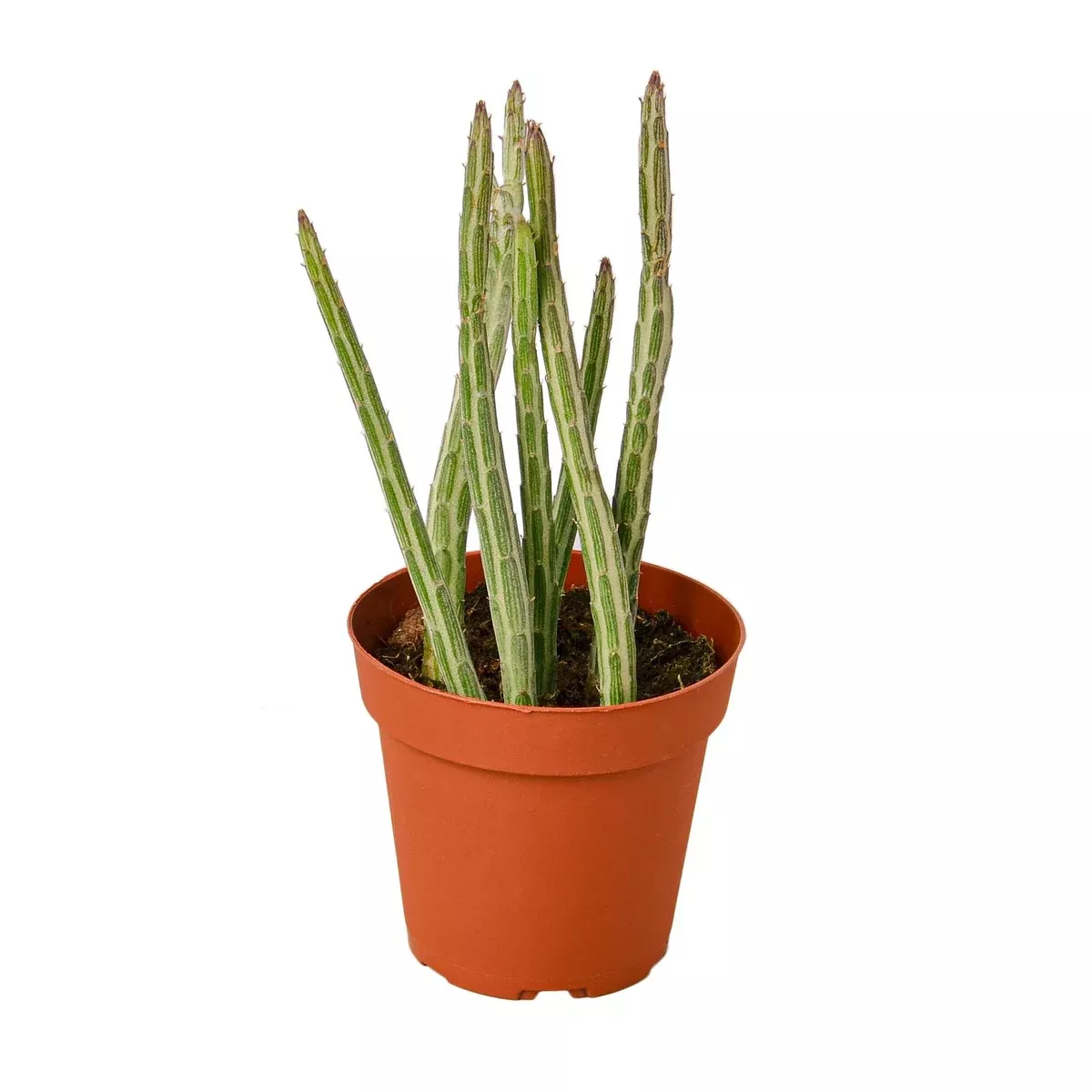Senecio Stapeliiformis Pickle Plant