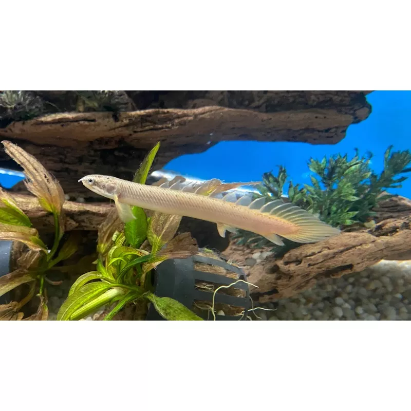Senegal Bichir
