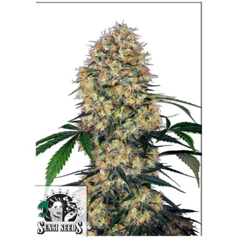 SENSI SEEDS – SENSI AMNESIA XXL AUTO – 3 SEEDS | Staff Picks
