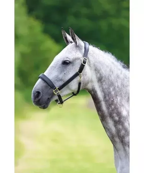 Shires Travel Headcollar