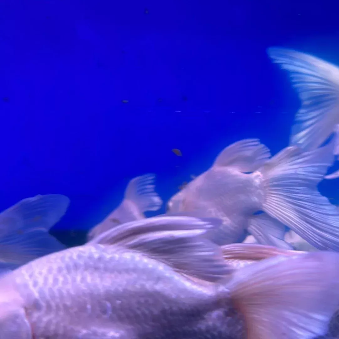Shortbody Platinum Long Fin Koi ( Cyprinus carpio )