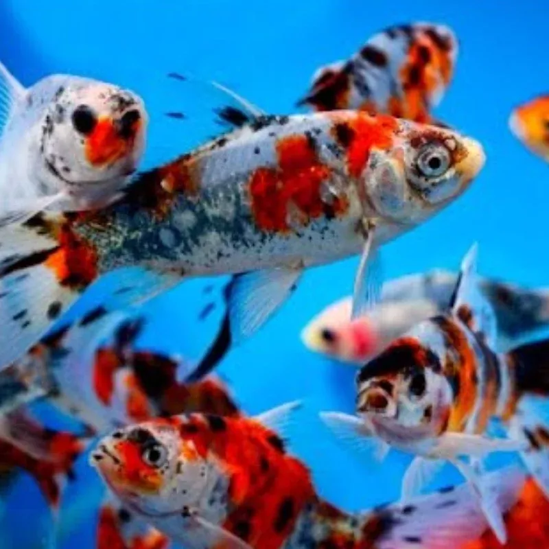 Shubunkin Goldfish 4-5″