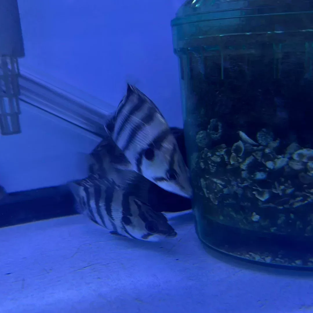 Silver Tiger Datnoid (Datnioides polota)
