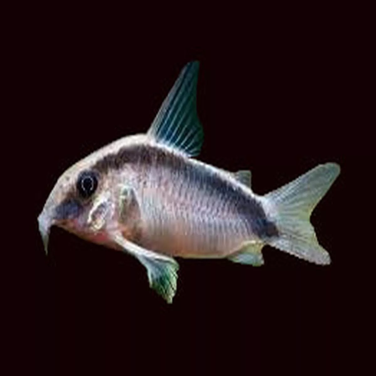 Skunk Cory