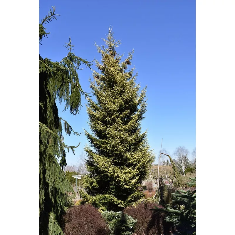 Skylands Oriental Spruce