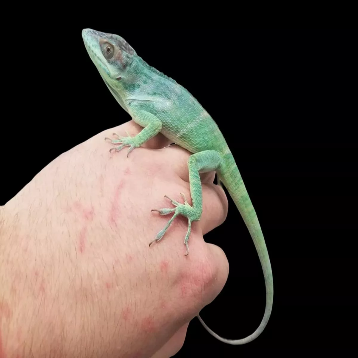 Smallwood’s Anole (Anolis smallwoodi)