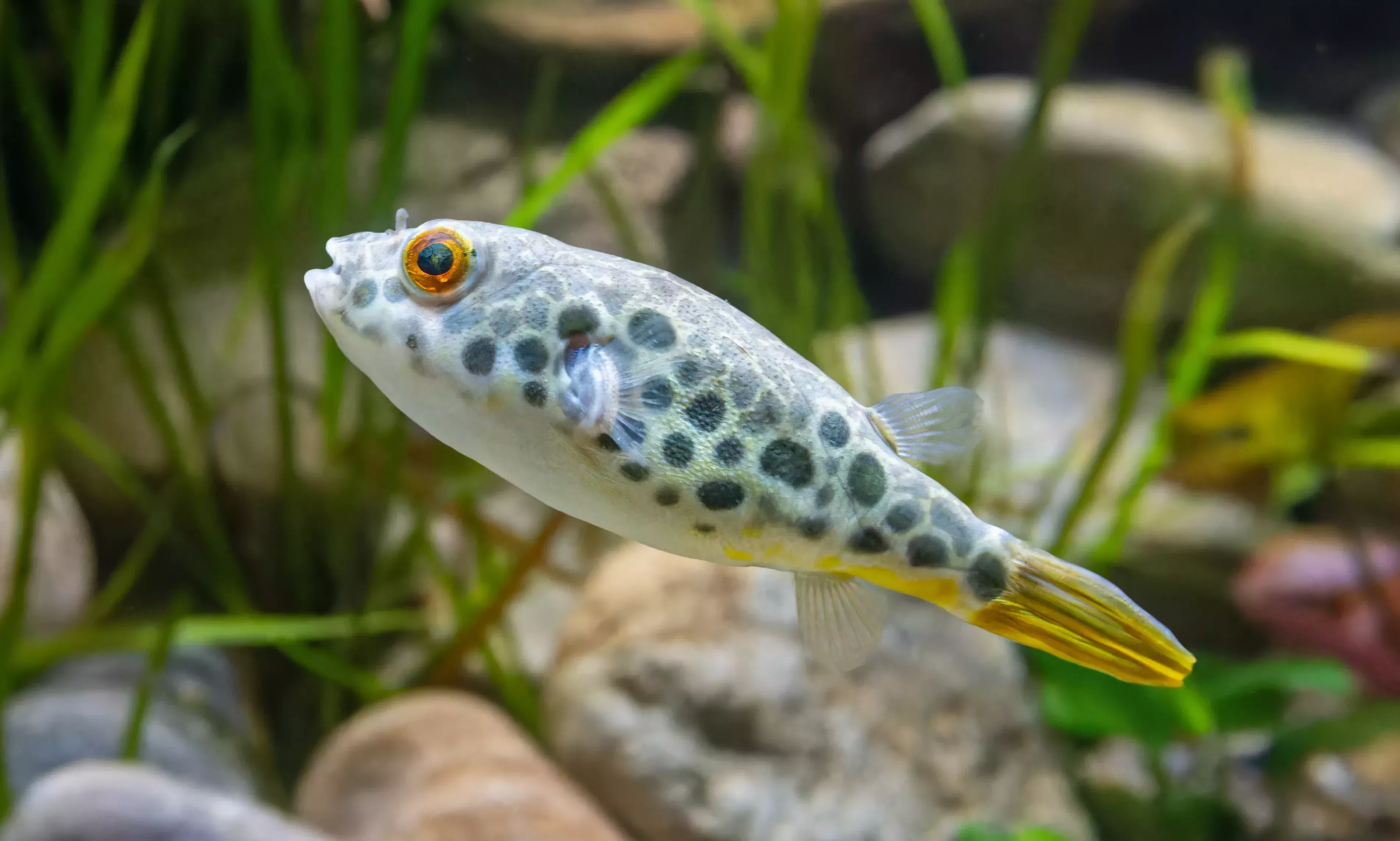 Spotted Congo Puffer-3″