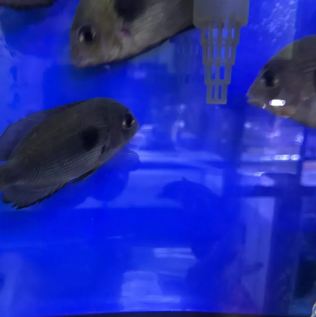 Spotted Damba Cichlid (Paretroplus Maculatus)