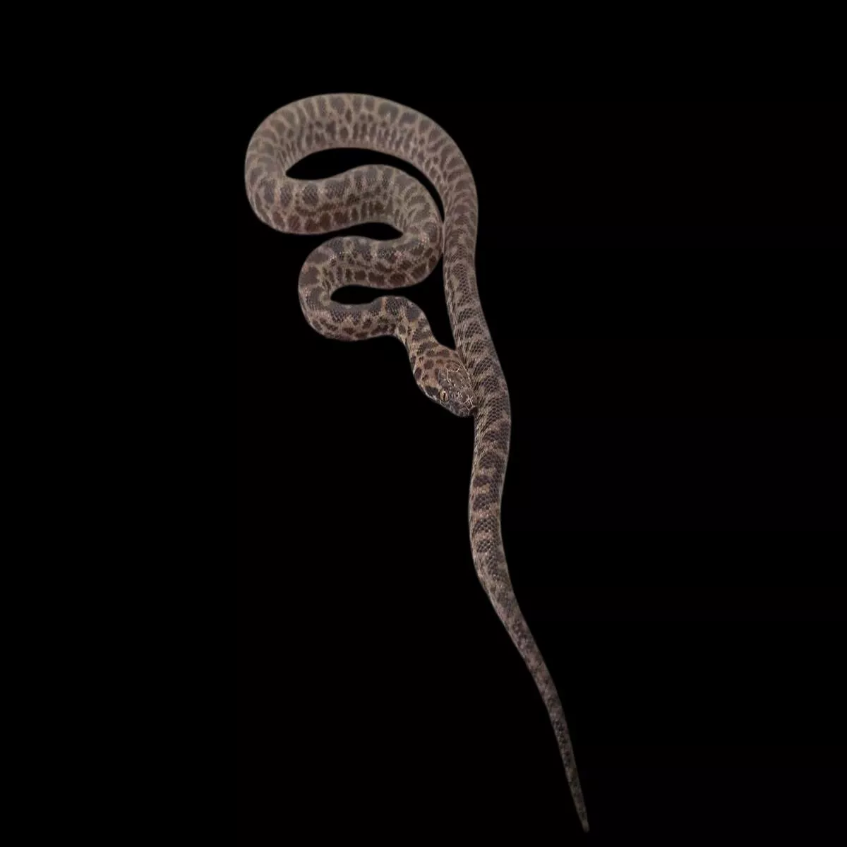 Spotted Python
